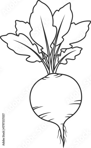 Hand drawn black line art illustration of a fresh radish plant