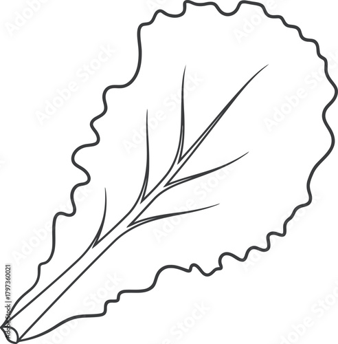 Outline drawing of a fresh lettuce leaf, healthy food ingredient illustration.