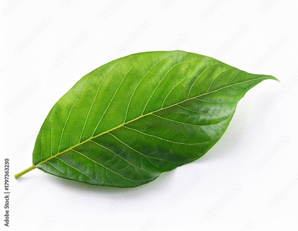 Obraz premium isolated green leaves on white background for nature themes