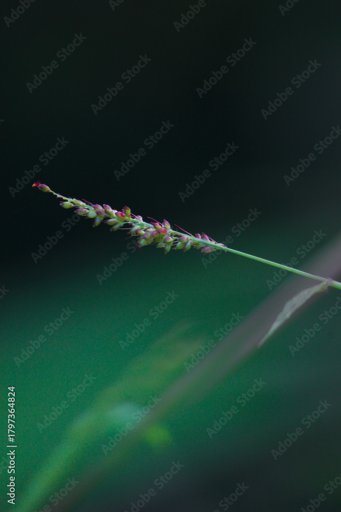 Naklejka premium Macro Close-up of a Delicate Grass Seed Head On a Soft Green Background