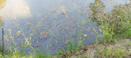 Fotografie Murky Water Surface with Floating Debris and Grass on the Edge