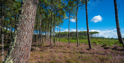 Landes forest, Moliets, vibrant heather blooms under towering pine trees. The clear blue sky adds charm to the peaceful forest scene, creating a perfect outdoor retreat.