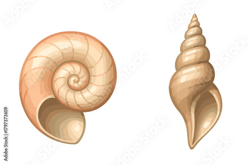 Pair of coiled and elongated marine mollusk shells with natural spiral patterns