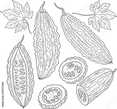 Detailed Bitter Melon (Karela) Fruit and Leaves Line Art Vector Illustration - Botanical Outline Sketch