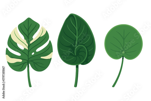 Stylized set of three tropical houseplant leaves including variegated monstera and round pilea