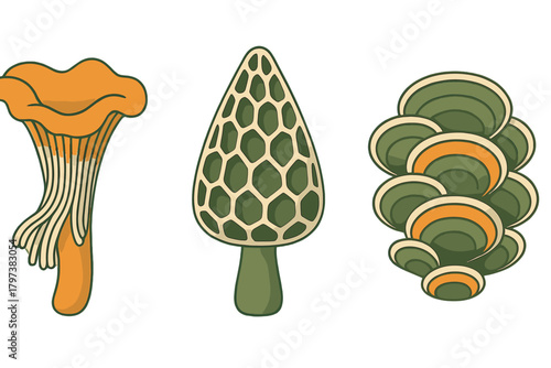 Set of three wild edible fungi: chanterelle, morel, and shelf mushrooms
