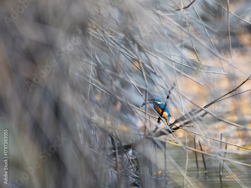 Tablou pe pânză Common Kingfisher Alcedo atthis perches gracefully on a reed along the riverbank
