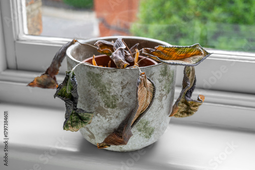 Completely Dead Calathea Houseplant in Pot on Window Sill – Dried Leaves and Neglect with City View of London Apartment in Daylight