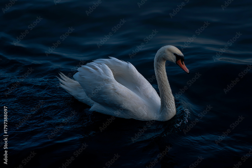 Naklejka premium Elegant white swan glides gracefully through dark rippling water at dusk