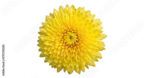 Isolated yellow Chrysanthemum flower head on solid background, botanical floral bloom design