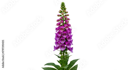Isolated blooming purple foxglove flower plant growing upright in springtime, digitalis
