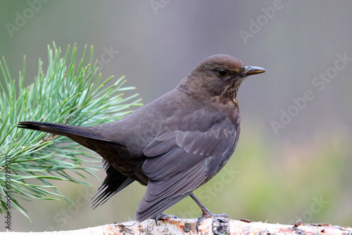 Photography Mrs blackbird