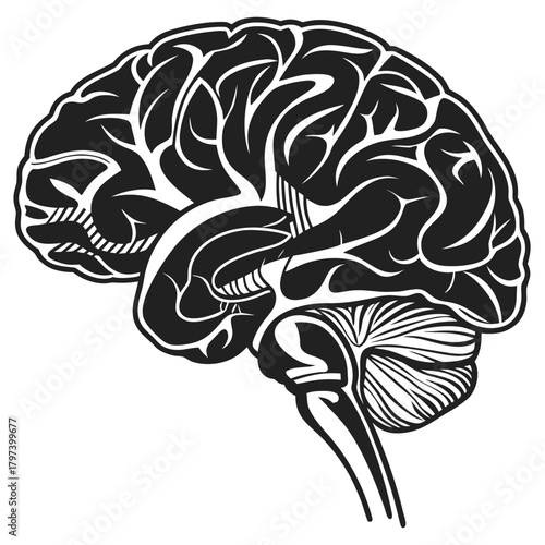 Human brain illustration, showcasing the intricate details of the organ responsible for thought, memory, emotion, and behavior