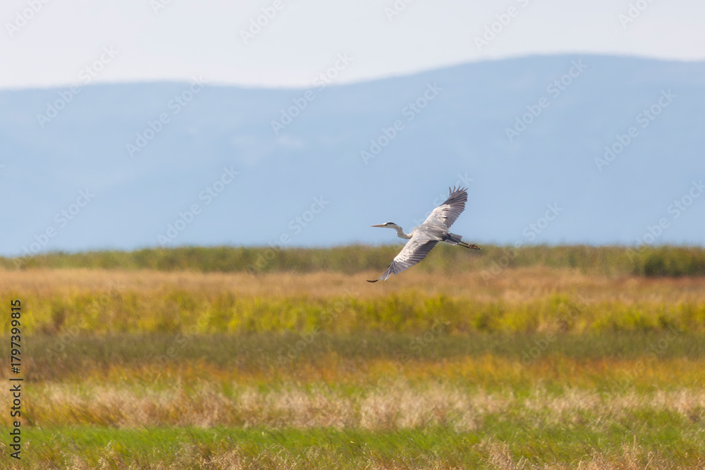 Fototapeta premium A grey heron flies over a swamp. Close-up.