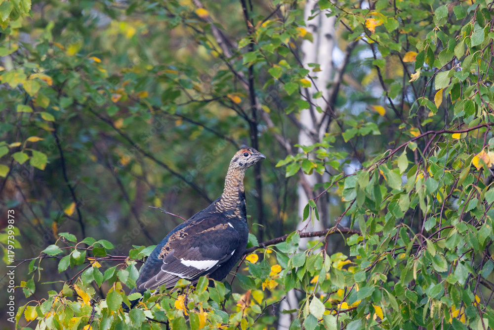 Fototapeta premium A young black grouse sits on a birch branch
