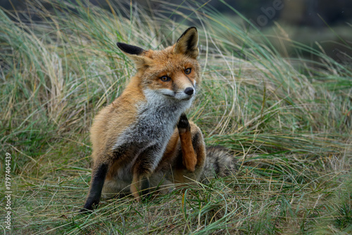 Young red fox, cleaning