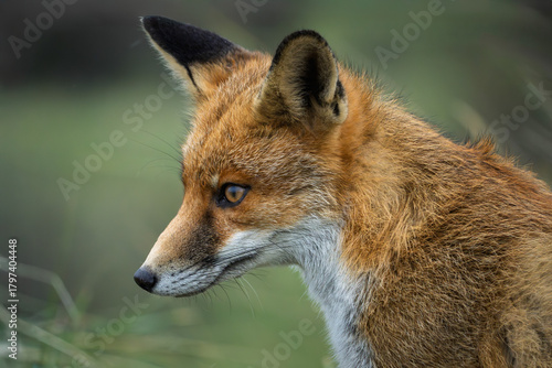 Red fox portrait of a young male