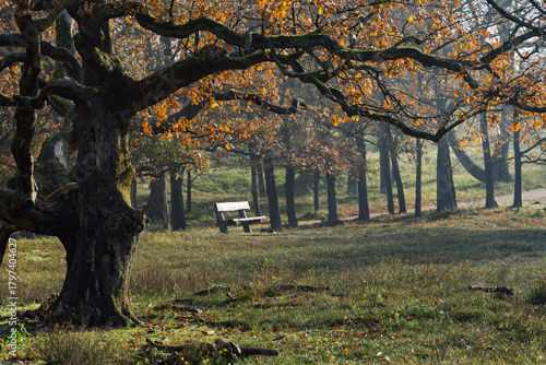 Sitting under the autumn trees