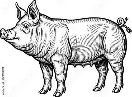 Pig illustration vintage style drawing animal farm livestock swine art eps silhouette