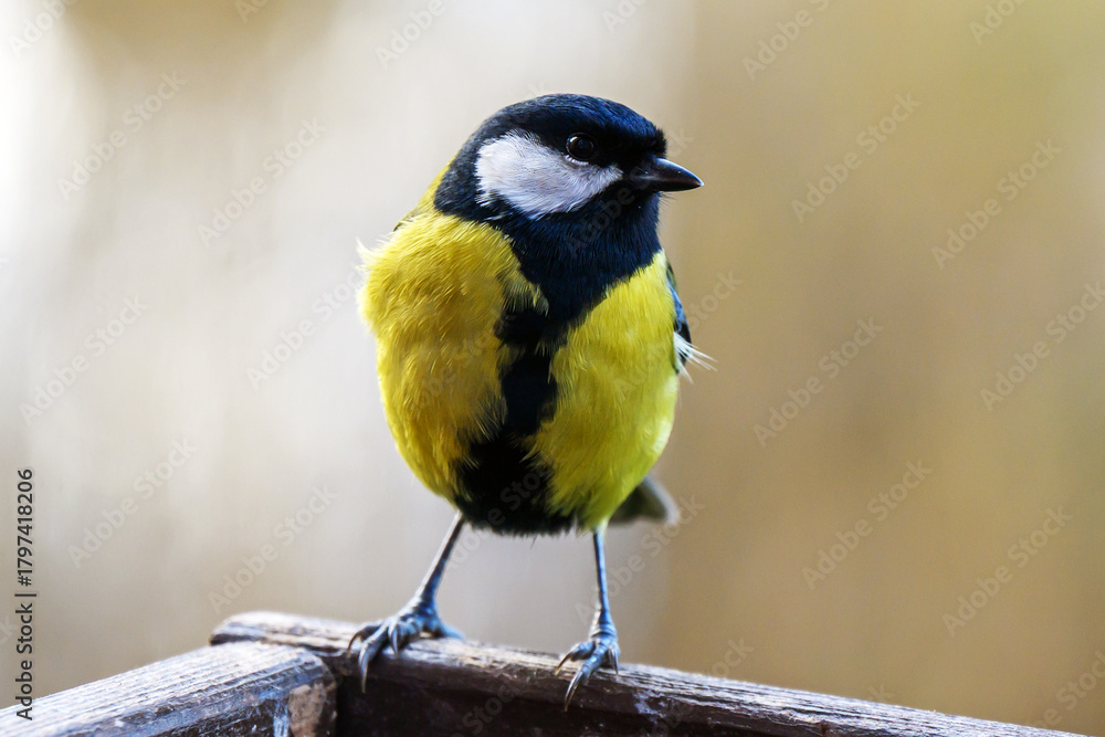 Naklejka premium The tit is a small songbird with a relatively short but strong beak.