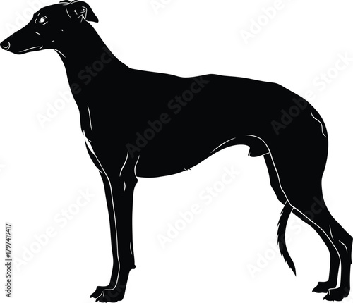 Black greyhound dog silhouette vector illustration breed pet animal art eps