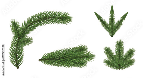 Four realistic evergreen fir tree branches and pine needles isolated on a white background