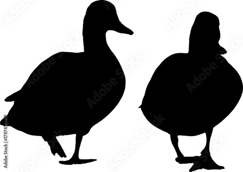  Silhouette of duck and ducklings.