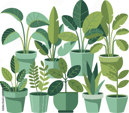 Collection of green potted houseplants with varied leaf shapes potted plants leaves