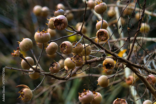 medlar of a tree