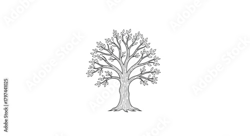 Detailed deciduous tree line drawing vector illustration