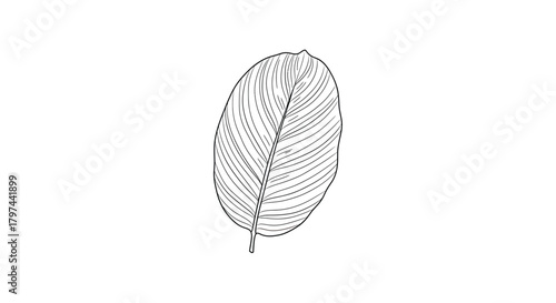 Elliptical leaf distinct venation line drawing vector illustration