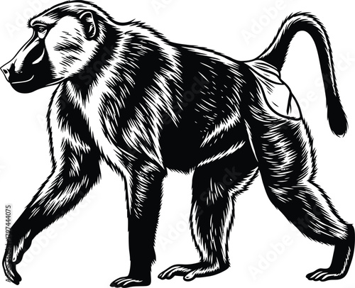 Vector illustration of a baboon walking black and white animal drawing eps silhouette