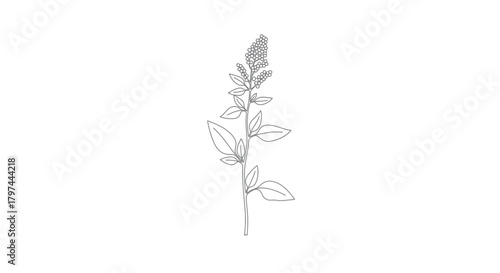 Flowering seeding plant stalk line drawing vector illustration