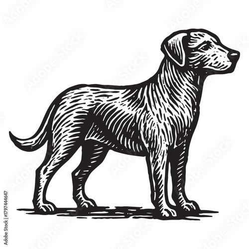 Detailed Black and White Engraving of a Dog in Profile A Classic Illustration Depicting a Canine with Elegant Lines and Texture, Suitable for Various Creative Projects