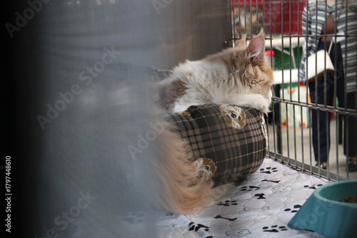 Foto Gatto British Shorthair grigio che dorme pacificamente accovacciato su un telo d
