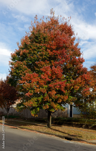 colorful autumn tree in residential neighborhood
