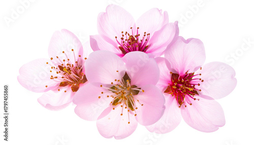 Close-up of delicate pink blossoms, transparent background, ideal for floral design