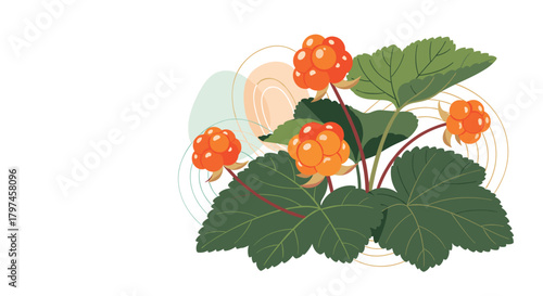 Detailed illustration of cloudberry plants featuring bright orange, ripe berries and lush green leaves, native to subarctic regions.
