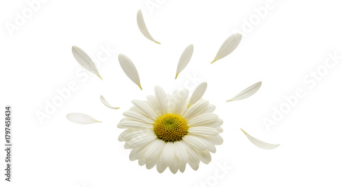 A single white daisy flower with delicate petals gently falling away, isolated in stunning high detail on a pure white background