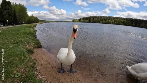 A pair of swans on a pond.