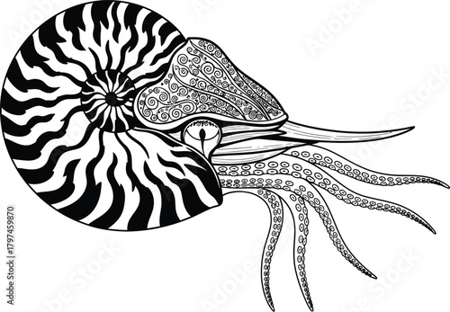 Nautilus shell vector drawing, cephalopod illustration, sea life art eps silhouette