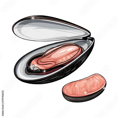 Illustration of a fresh open mussel shell with a plump mussel inside and a single mussel meat beside it isolated on white background
