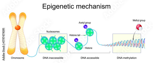 Epigenetic mechanism. DNA Structure. Histone, Methyl group, Acetyl group. Methylation DNA.