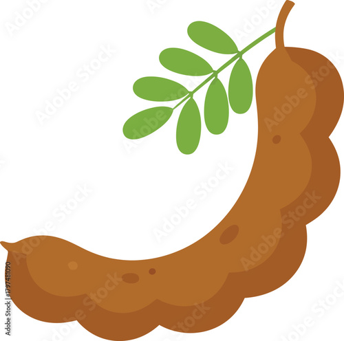 Tamarind pods vector, tamarind fruit vector, tamarind pods with leaves, tamarind fruit vector illustration on white background