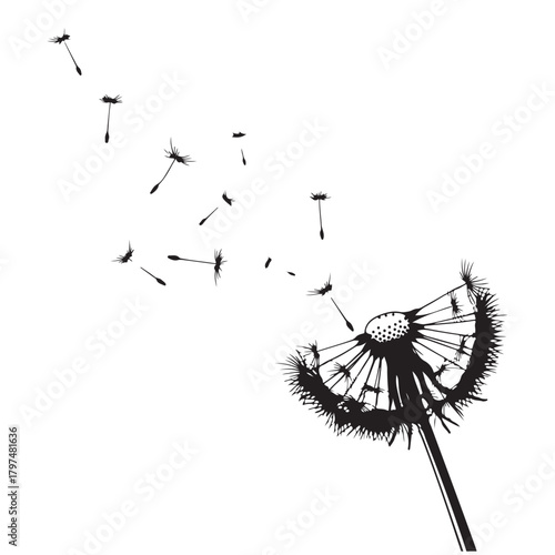 Black Dandelion Silhouette with Seeds Blowing Away on White Background