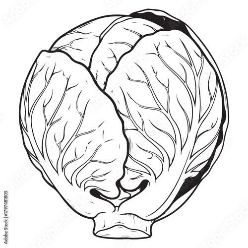 Black and White Line Art Drawing of a Fresh Whole Cabbage Vegetable