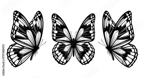 Vector Set of Stylized Butterfly or Moth Illustrations - Abstract Wing Pattern Design