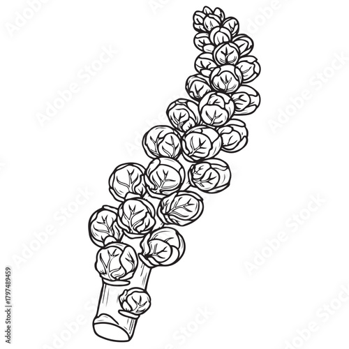 Line Art Illustration of Brussels Sprouts on a Stem