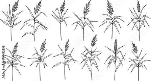 Collection of hand-drawn wild grass plant illustrations featuring botanical reed stems, detailed sketch line art for nature design and creative projects