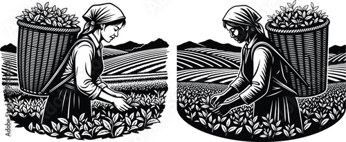 Traditional tea pickers harvesting fresh leaves in terraced plantation fields under mountains in a sunny day